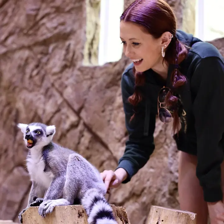 Lemur exhibit